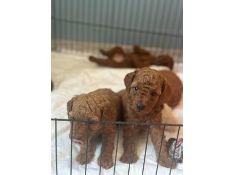 1 dişi ve 1 erkek toy poodle yavrular