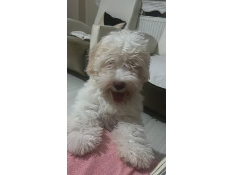 Maltipoo yavrumuza yuva arıyoruz ücretlidir