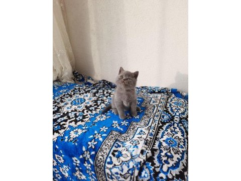 2 aylık british shorthair erkek yavru