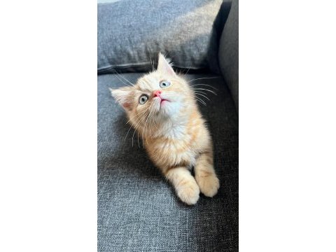İran/british shorthair melezi bebek erkek