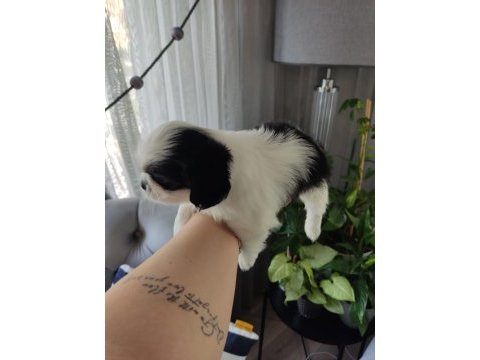 Shih tzu şecereli yavrular a kalite tüm illere gönderim