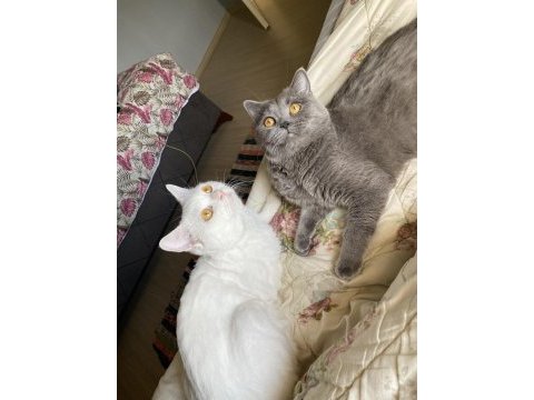 Ücretsiz sahiplendirme british shorthair kedimiz