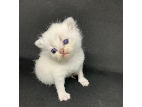 British blue point