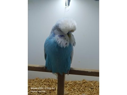Show jumbo muhabbet kuşlar