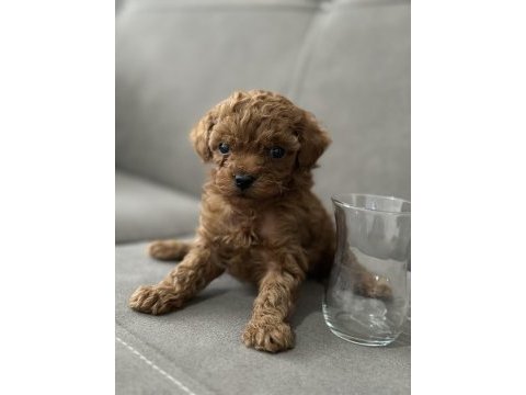 Dişi safkan kore teacup poodle yavruları