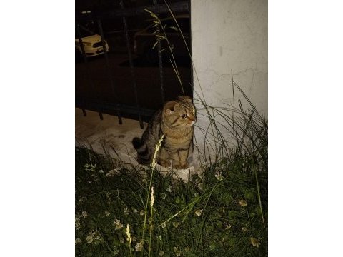 Scottish fold 1,5 yaşında