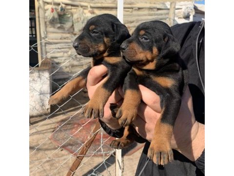 A kalite safkan doberman yavruları