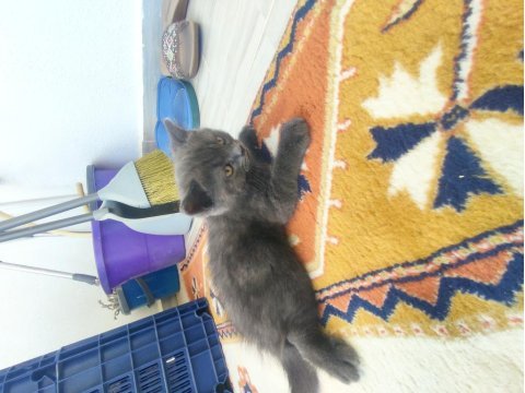 Canım british shorthair bebeklerim