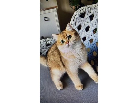 British shorthair şampiyon kedimiz