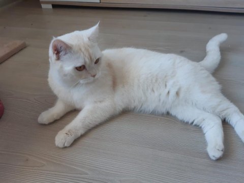 Erkek 1 yaşında scottish straight kedimiz
