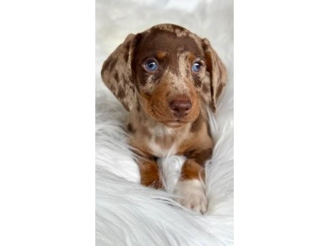 Egzotik nadir dachshund bebeklerimiz aşılı
