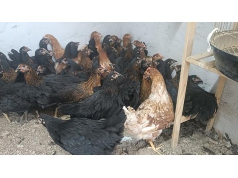 Ataks ve lohman 1100 gr yumurtaya yakın tavuklar