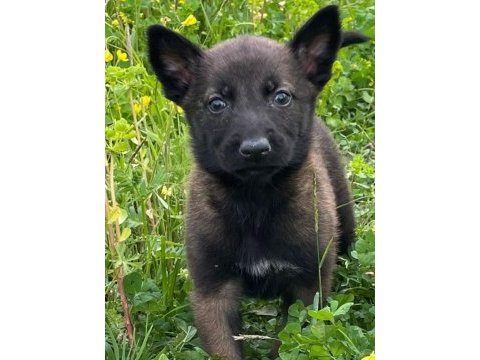 Sağlam kan hattı malinois kaliteli yavru