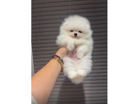 50 günlük kore kan micro pomeranian bebekler ayı surat