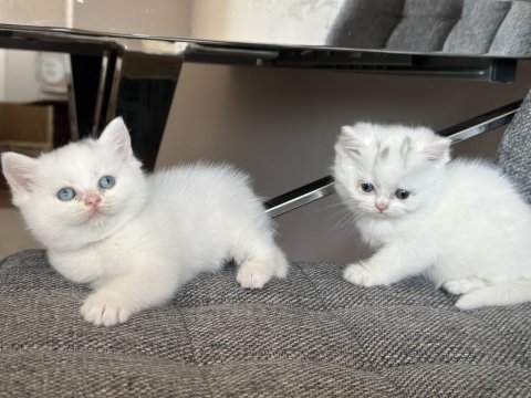 Boncuk gözlü pamuk yavrum british shorthair