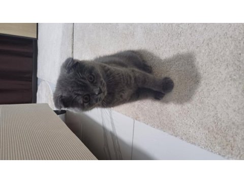 Sevimli 9 aylık scottish fold kısır