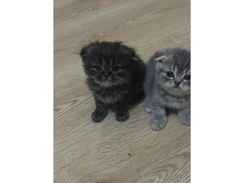 Scottish fold 1,5 aylık orijinal