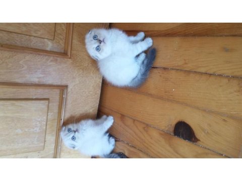 Scottish fold dişi ve erkek yavrular