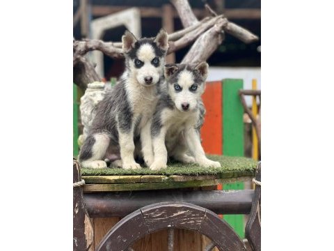Irk garanti husky yavrularımız