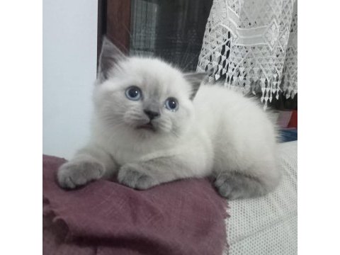 1.5 aylık dişi british shorthair yavrumuz