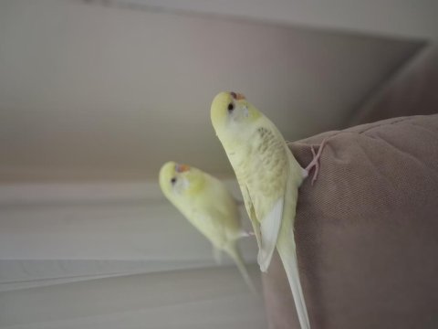 Albino erkek kirmizi goz disi damizlik muhabbet kuşu