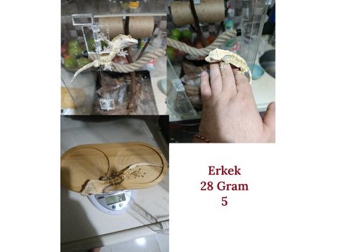 Sağlıklı sezona hazır crested gecko
