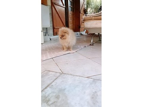 Pomeranian spitz köpeğimiz