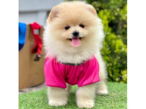 Safkan pomeranian boo bebekler