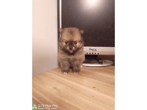 Pomeranian bebekler erkek dişi mevcut