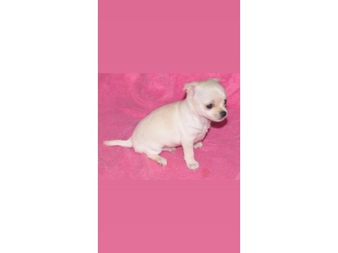 Chihuahua çok güzel