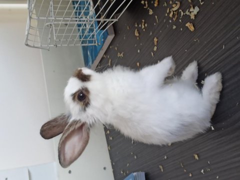 2 aylık kırma lop tavşanı