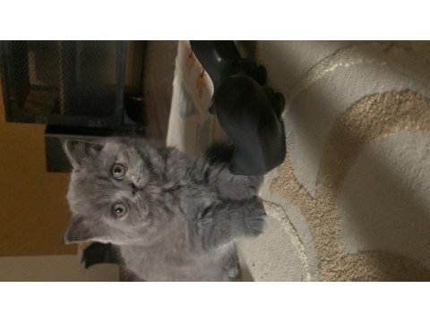 2 aylık tuvalet alışkanlığı kazanmış durumda scottish fold