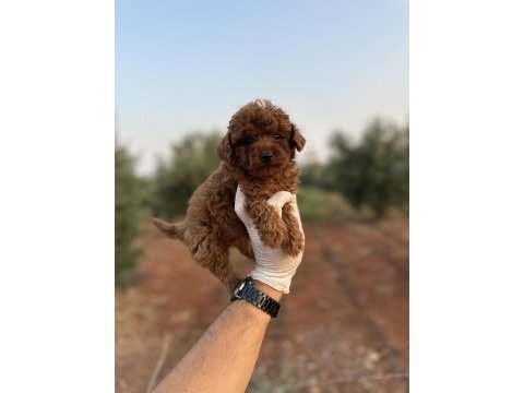 Sağlık ve ırk garantili toy poodle yavrularımız 