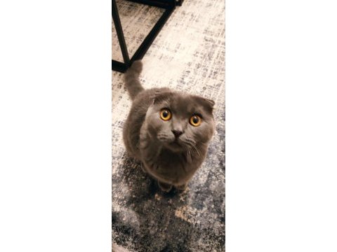 1 yaşında erkek çiftleştirme ilanı scottish fold