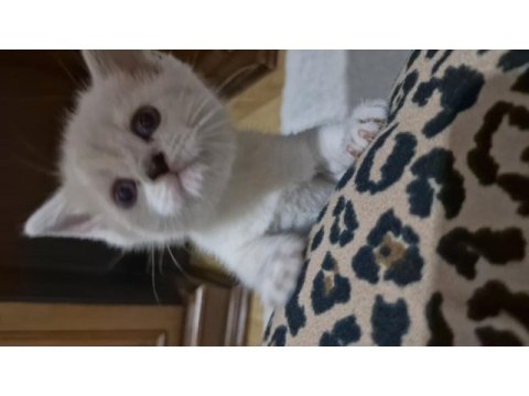 Bursa yavru british shorthair kedimiz