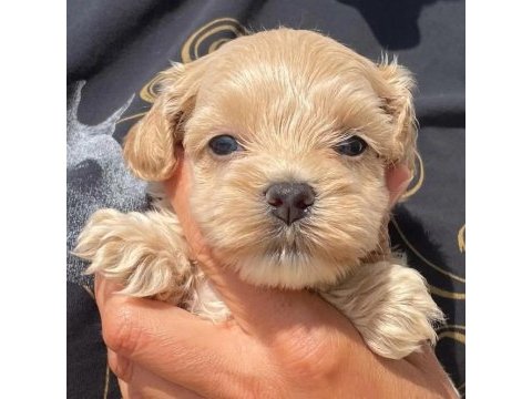 Dünya tatlısı maltipoo yavruları