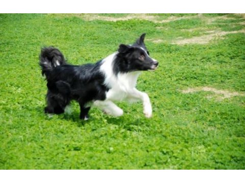 Border collie yavrular black and white