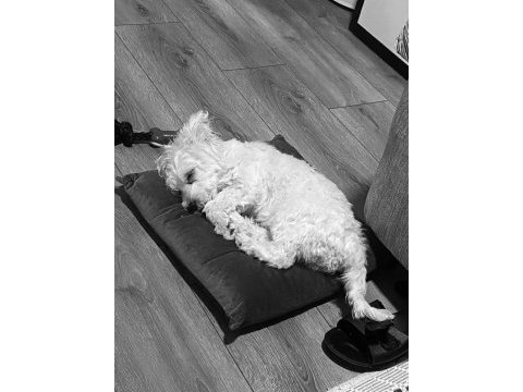 Tüm aşıları tam 8 aylık dişi yavru maltipoo