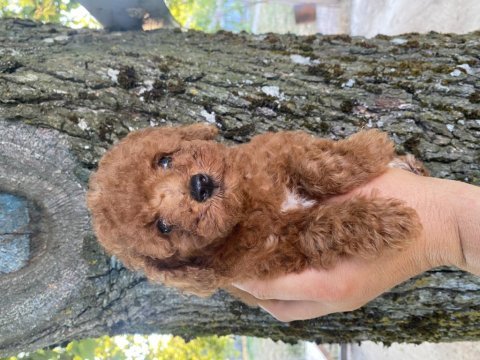 Orjinal kıvır kıvır tüm renklerde toy poodle
