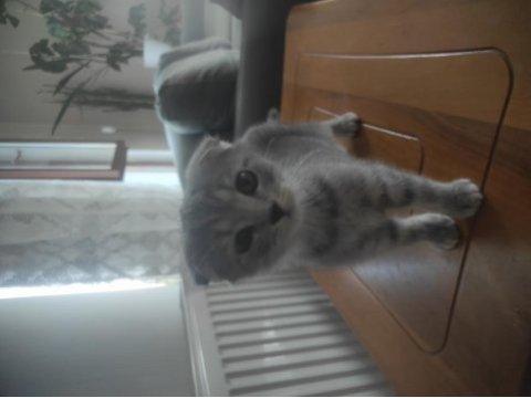 Beyaz ve gri 3,5 aylık erkek british shorthair yavrular