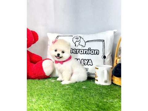 Antalya orjinal her renk pomeranian yavrular