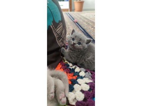 British shorthair badem şekeri ve çekirdek