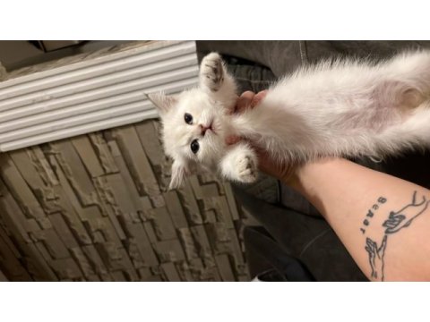 Erkek british shorthair açıklamayı okuyun
