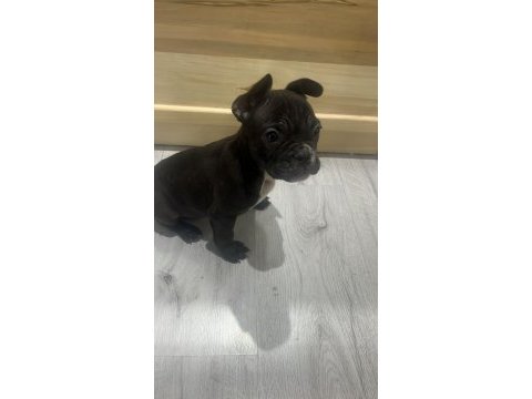 Uyguna 5 aylık fransız bulldog