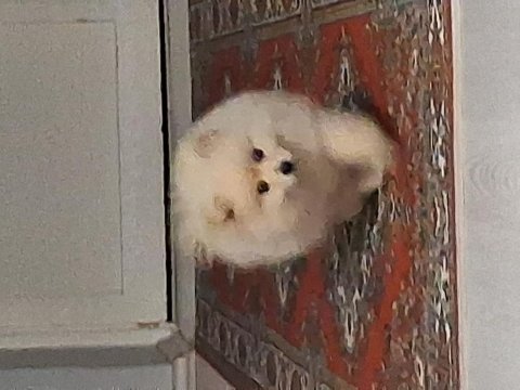 Dünya tatlısı 2,5 aylık pomerian boo