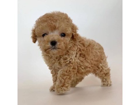 Maltipoo kore kan 0 numara bebekler