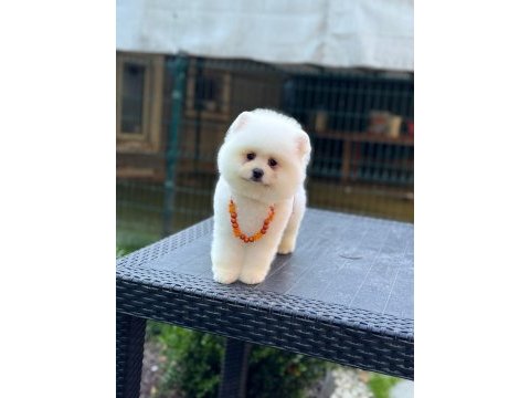 Pamuk şekeri pomeranian boo