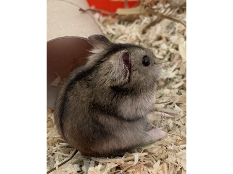 Hamster-gonzales yavrularımız heryere gönderim