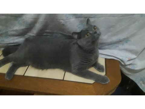 British shorthair ve scottish fold