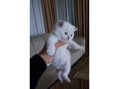 Safkan orjinal ırk yavrumuz